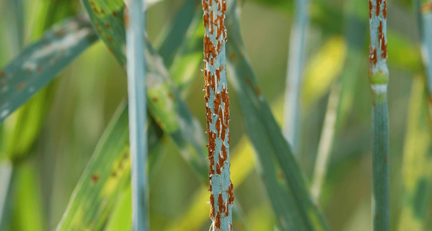 En Santa Fe, el trigo tiene una visita indeseada: la roya del tallo