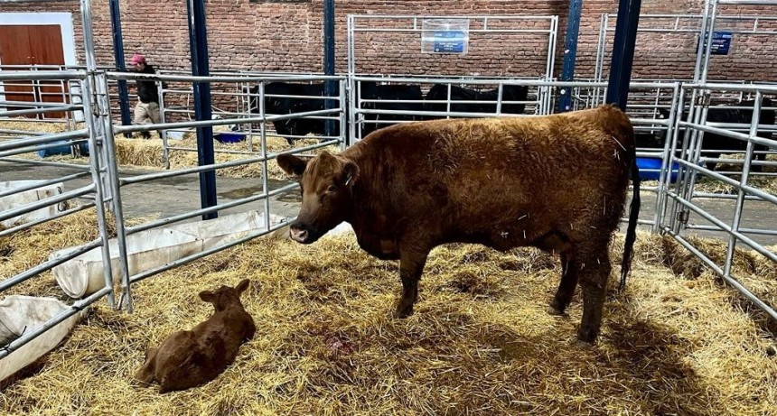La genética bovina argentina pide pista en los mercados externos, con tres objetivos claros
