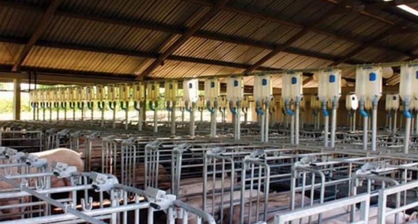 La rentabilidad de la producción porcina cayó a su peor nivel en cuatro años