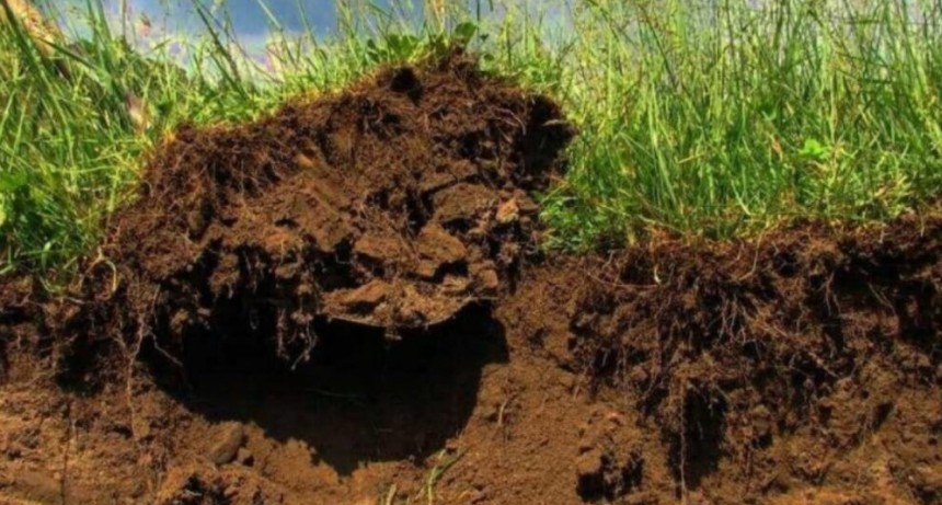 Más agricultura es igual a más carbono: la ecuación que da resultado en los suelos de la Pampa Ondulada