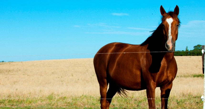 Encefalomielitis Equina: gestionan a contrarreloj vacunas contra un virus que hace 35 años no se detectaba