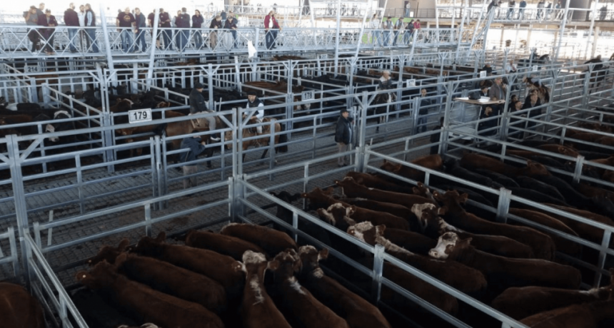 Las subas de la hacienda encuentran otra vez un techo en los mostradores de las carnicerías