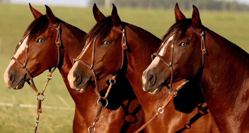 Encefalomielitis equina: el Senasa declaró la emergencia sanitaria nacional