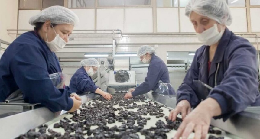 &iquest;C&oacute;mo y para qu&eacute; hacer un cl&uacute;ster?: el caso de la ciruela industrial en el sur de Mendoza