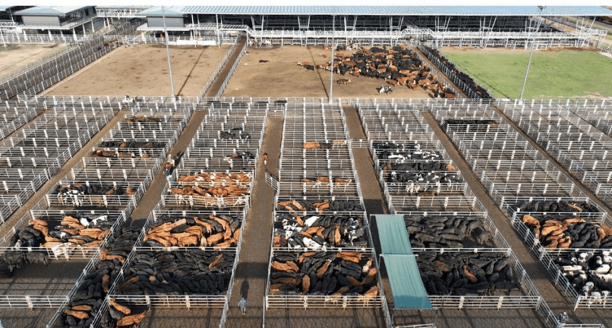 ¿Comenzó la recomposición de precios de la hacienda?: el consumo subió 10% en Cañuelas