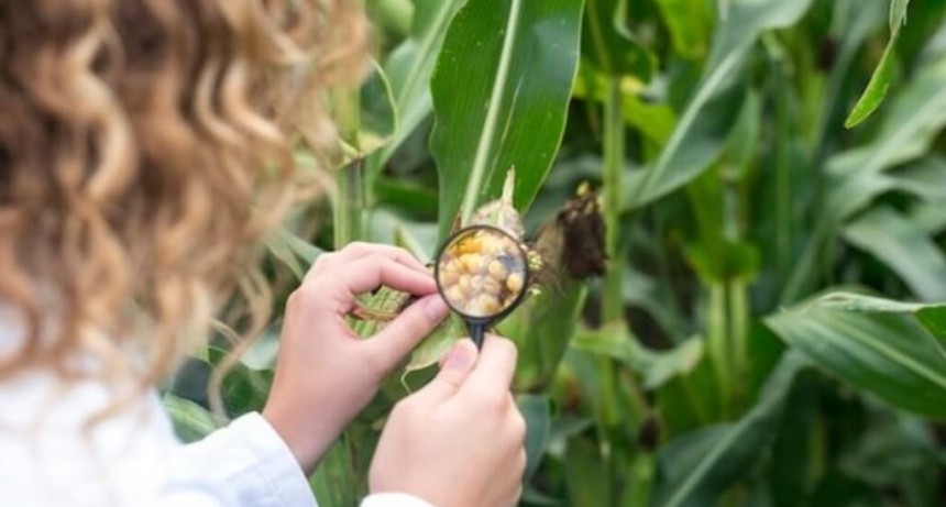 Control de la chicharrita del maíz: evitar aplicaciones preventivas y preservar los controladores naturales