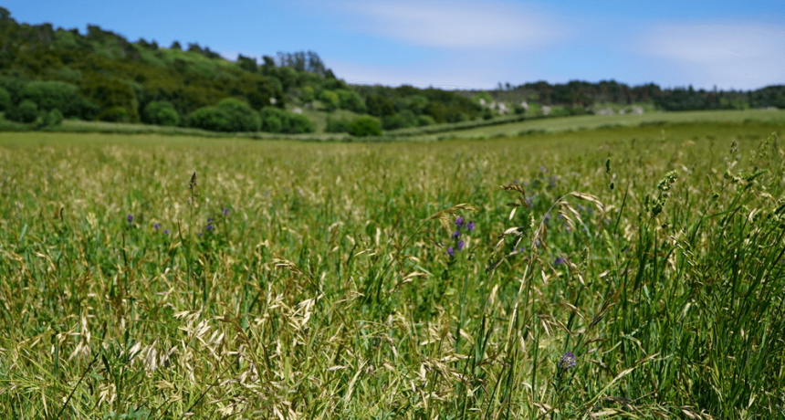 En el sudeste bonaerense, la fertilización con fósforo engorda y mejora la calidad del forraje