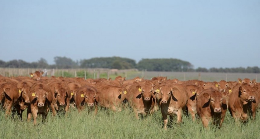 La ganadería ante el nuevo escenario político: ¿un voto de confianza para la retención de vientres?