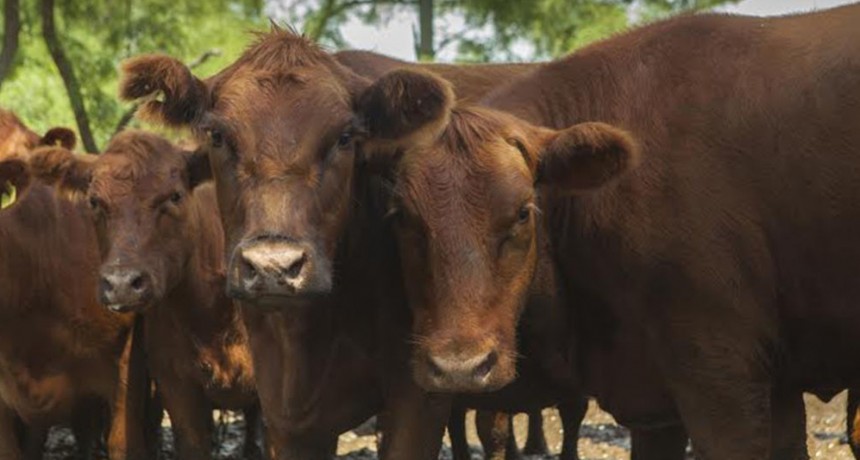 Trazabilidad electrónica bovina: punto por punto, cómo es el sistema que se aplicará desde el 1° de enero