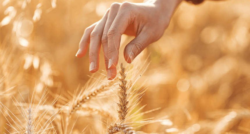 Cosecha grande, margen chico: el trigo que preocupa al productor