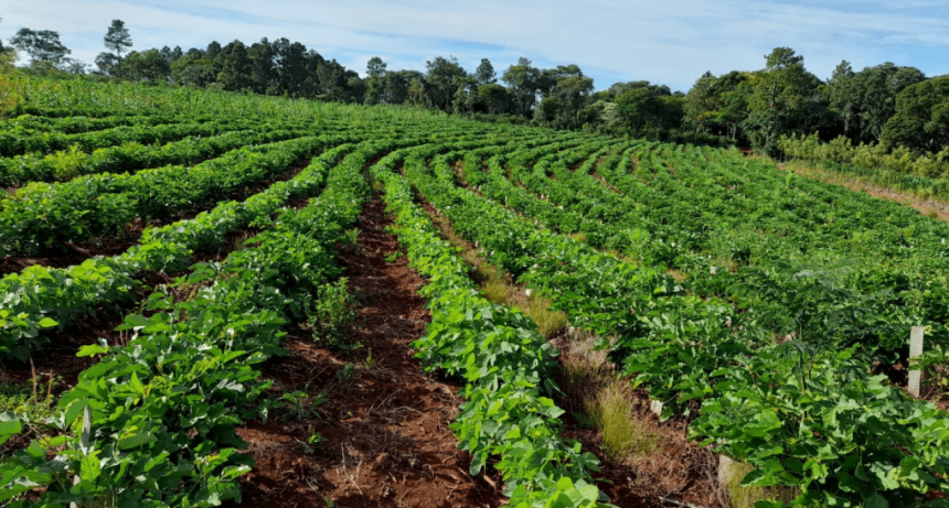 Yerba mate: el Gobierno ratificó por decreto que el INYM ya no tiene potestad para definir precios