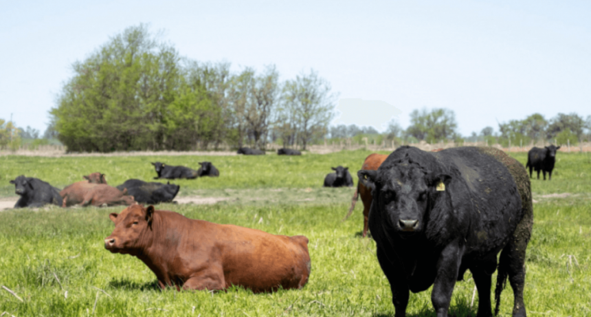 Tristeza bovina: en Entre Ríos toman más medidas para frenar el avance de la garrapata