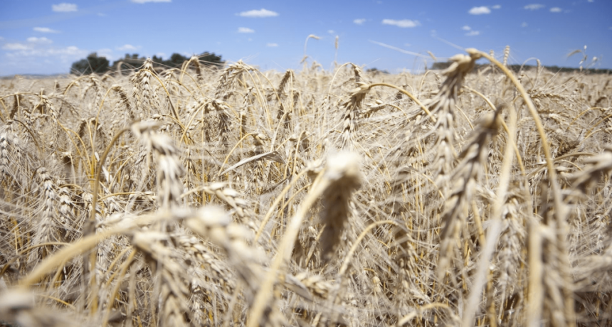 El lado B del “boom” triguero: para que sea rentable, hay que realmente lograr altísimos rindes