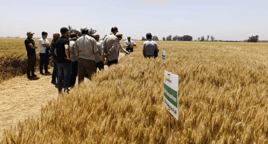 El trigo sueña en grande: 30 kg de nitrógeno por tonelada, el secreto para altos rindes y calidad