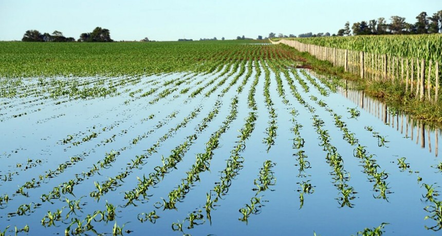 Buen avance: ¿Las inundaciones extienden o no el período de emergencia de malezas?
