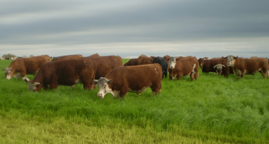 Novillo argentino: el más caro de la región