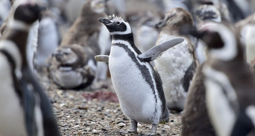 Allanan un predio lindero a Punta Tombo por una matanza de ping&uuml;inos