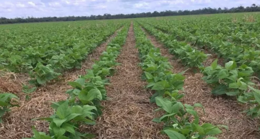  Prueban cultivar porotos para alimentar el ganado en Valle Inferior de Río Negro 