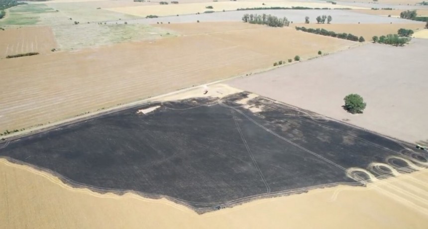Le prendieron fuego un campo de trigo: “Salen a quemar comida, trabajo y dinero”
