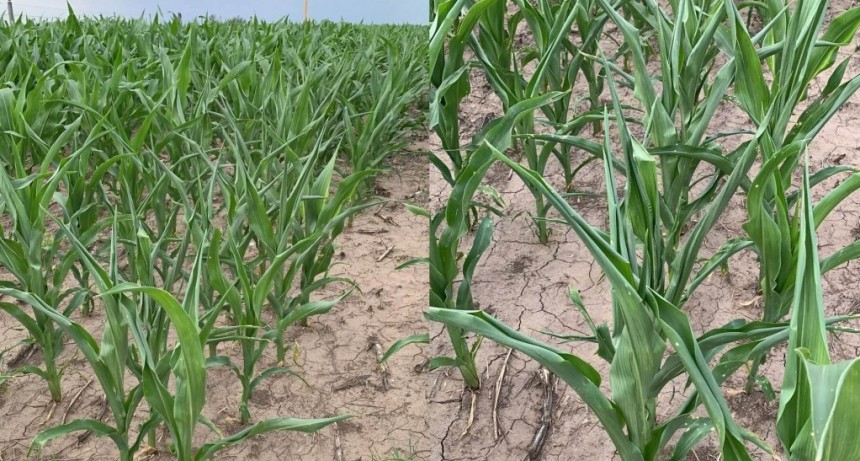 Los maíces tempranos también juegan sus cuartos de final: “Si no llueve, se van”