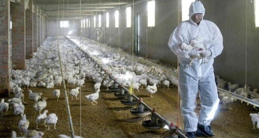 Preocupación por casos de influenza aviar: la FAO activó protocolos de emergencia en la región