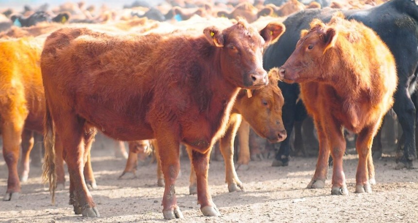 La seca 2008-2010: un antecedente que genera malos recuerdos y podría repetirse en la ganadería