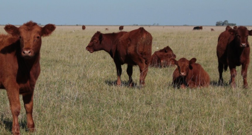 La paradoja de la carne bovina: con sequía o con lluvia, la producción será menor en 2023