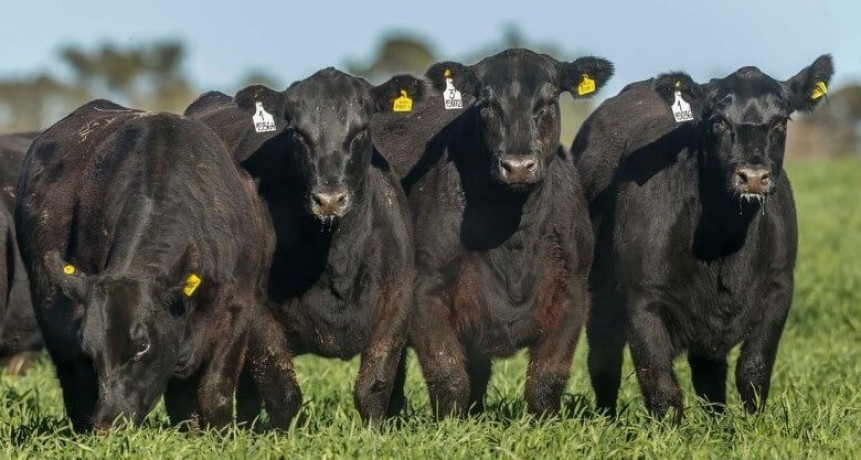 Dentro del negocio bovino, la genética sí le pudo ganar a la inflación