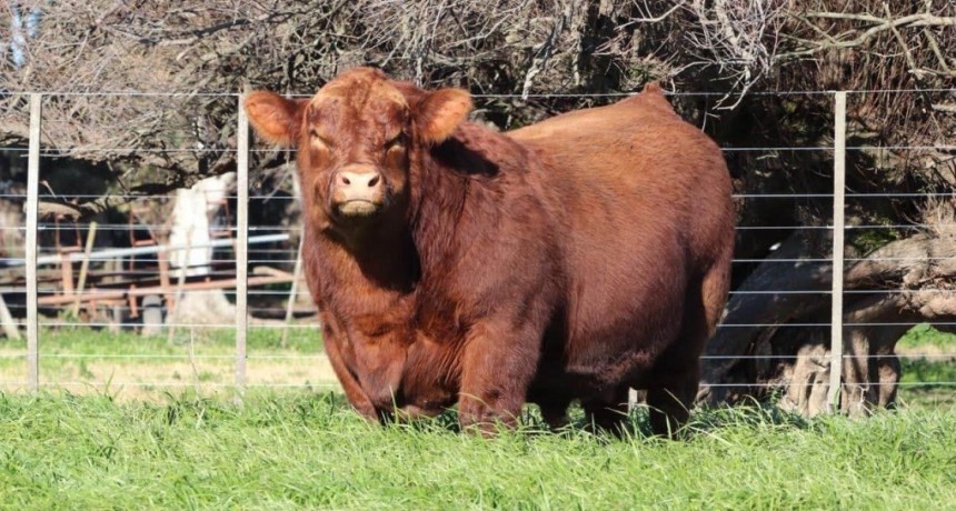 Mateo, el Angus argentino campe&oacute;n mundial: &iquest;c&oacute;mo se logra un &ldquo;Messi&rdquo; de los toros?