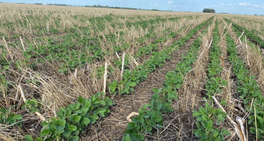 ¿Se llegará a cubrir toda la superficie?: la siembra gruesa sigue muy retrasada