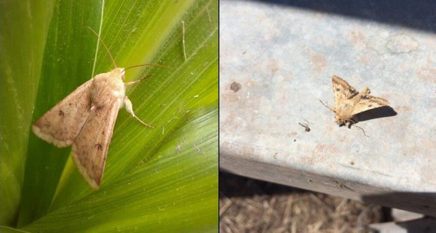 Un respiro: por la dura sequía, la campaña gruesa inició con menor presión de plagas