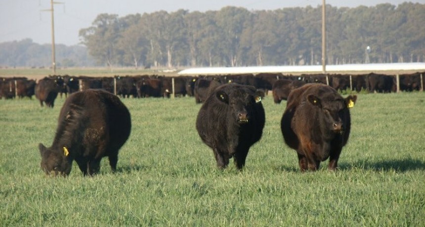 CRA se sumó al alerta por la crisis ganadera: “En 2023 podría haber escasez en la oferta”