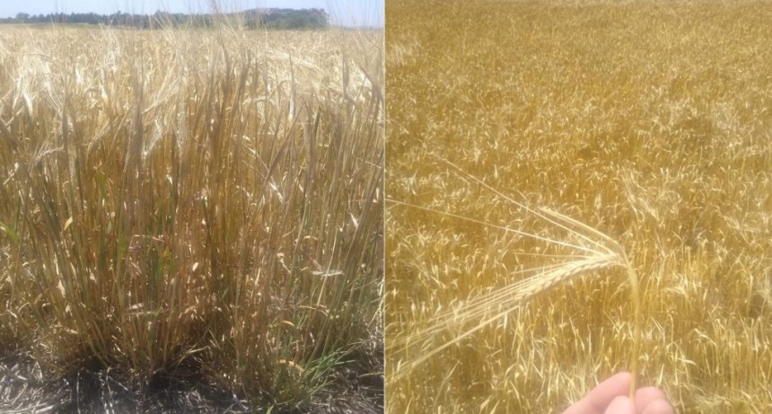 La cebada tampoco gana para disgustos: nuevo recorte productivo