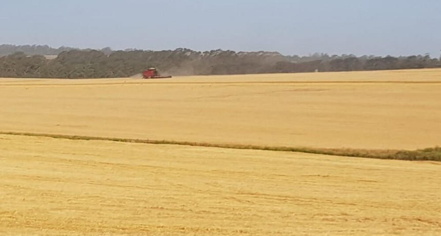 Cebada: los rindes entusiasman, pero las ventas están muy por debajo de lo normal