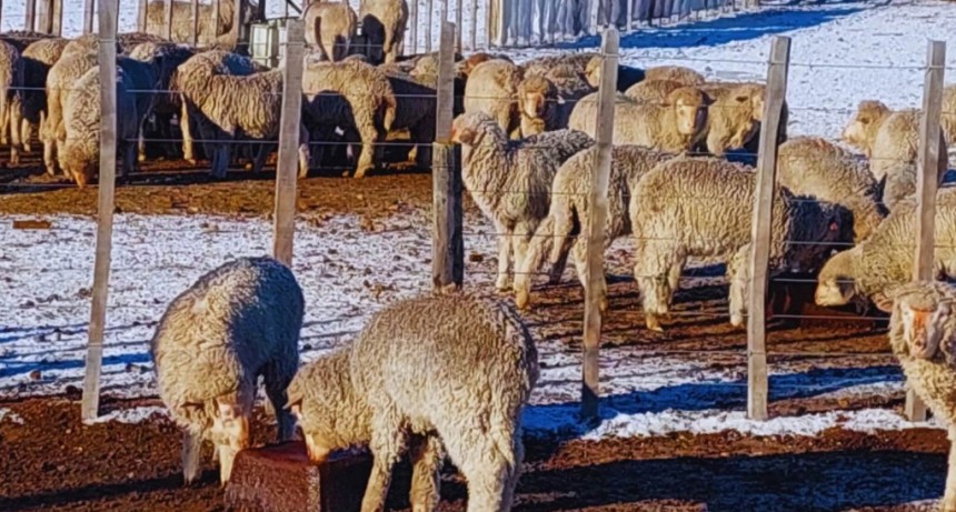 Bloques nutricionales: la melaza suma kilos en el engorde ovino en la Patagonia