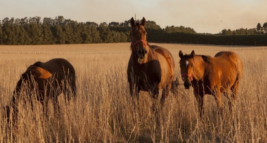 Encefalomielitis Equina: ya son más de 300 los casos y el Senasa busca ampliar la oferta de vacunas