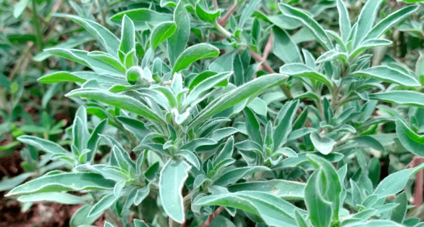 Nueva alerta roja por una maleza con resistencia múltiple: la “Morenita”