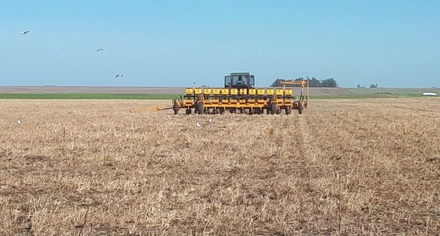Atentos a El Niño: las principales recomendaciones para sembrar maíz