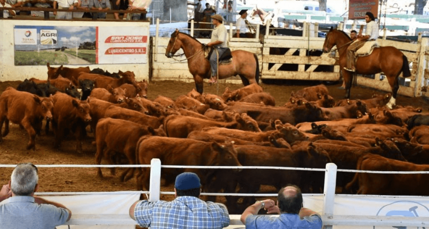 La hacienda recibió a Milei con subas de hasta 52% en Jesús María: ¿un anticipo para Cañuelas?