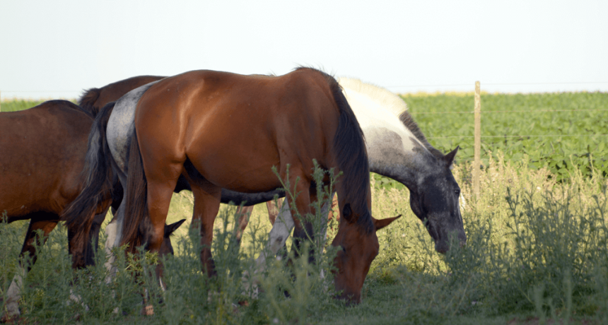 Encefalomielitis Equina: el Senasa aprobó el primer lote de vacunas para frenar los casos