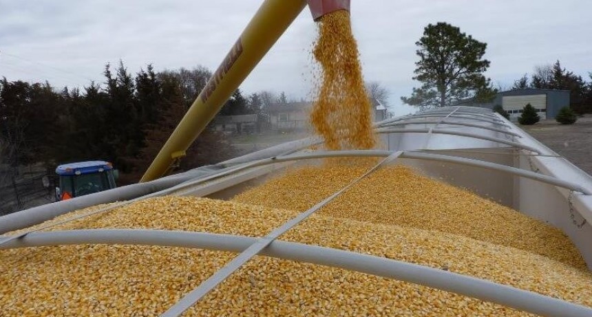 El Niño no se porta bien en Brasil y puede ser una buena noticia para el maíz tardío argentino