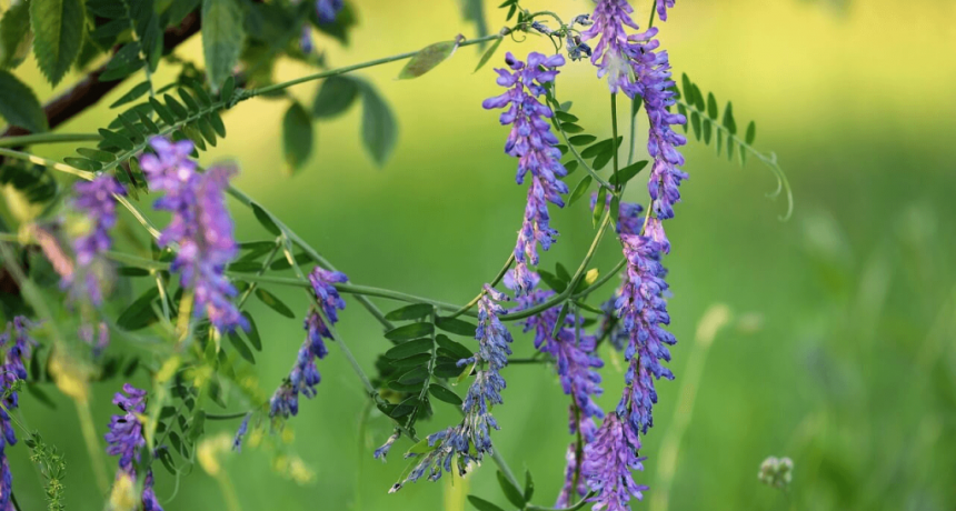 Ensayo nacional sobre cultivos de servicios: cu&aacute;les son los m&aacute;s &ldquo;rendidores&rdquo; en aporte de materia seca