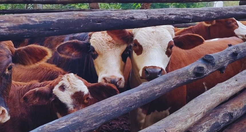 Con pronóstico lluvioso para el verano, hay que afinar la estrategia sanitaria en bovinos