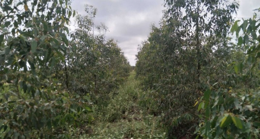 En Santiago de Estero, los eucaliptos y la caña de azúcar agregan valor y cuidan el ambiente