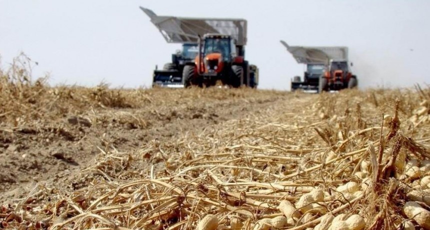 “La destrucción de nuestra economía regional”: fuerte queja del maní por el aumento de retenciones