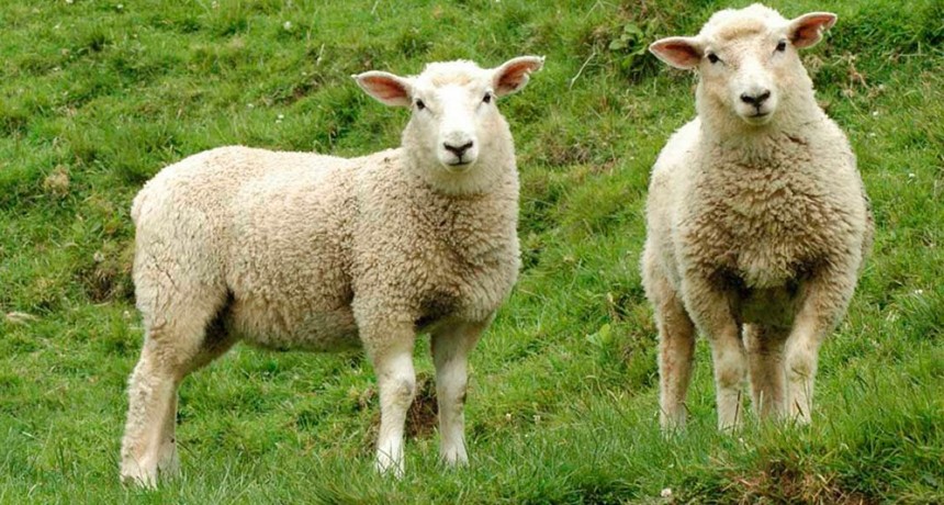 Otra sorpresa con la encefalomielitis equina: en Baradero, se contagi&oacute; una oveja