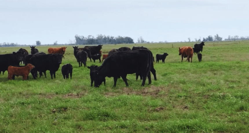 Cambio climático: cómo medir el impacto de la ganadería, un primer paso para romper paradigmas