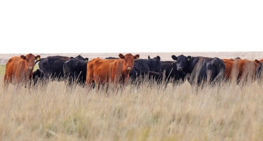 Los productores se suben al “boom” ganadero con más vientres y más kilos