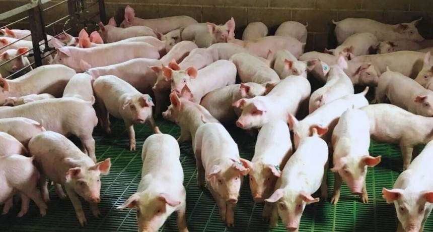 “Enmienda orgánica integral”: una larga investigación sobre efluentes porcinos explicó una mejora en rindes de soja